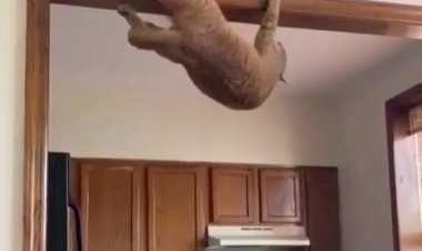 Интересно, что в голове у этого кота?