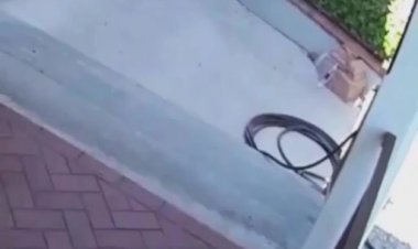 Мопс против медведей. 1:0