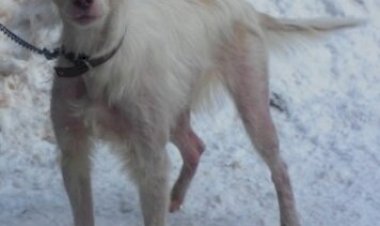 Великолепный Гоша