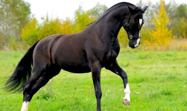 Интересные факты из истории "КОНЬ ПО ИМЕНИ ГАНС"