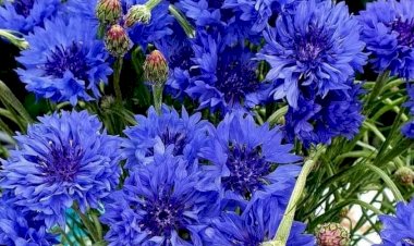 Мои не первые пробы кисти и красок