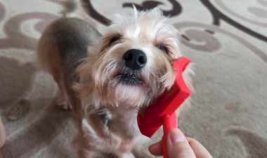 Почему собаки виляют хвостом, существует 2 гипотезы