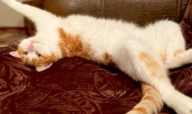 Шок и ужас нашей современности ! Проводницы теперь выкидывают животных из поездов !