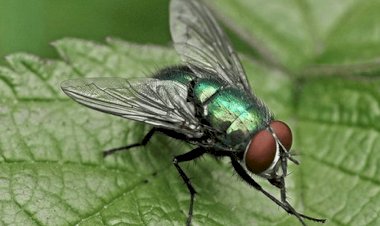 Интересные факты из истории «ПОДАРОК ДЛЯ ЗЕЛЕНОЙ МУХИ»