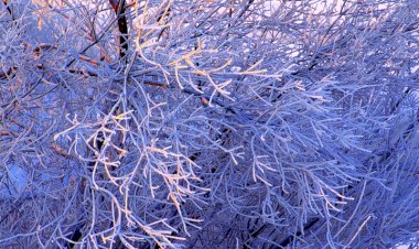 Синий Иней)