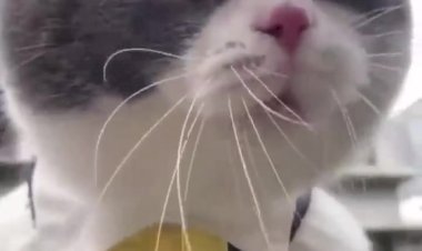 Top 10 Cat Songs by The Kiffness