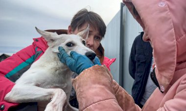 ВЕТЕРИНАРЫ ЧУТЬ НЕ УБИЛИ СОБАКУ, последствия плохих условий стационара...