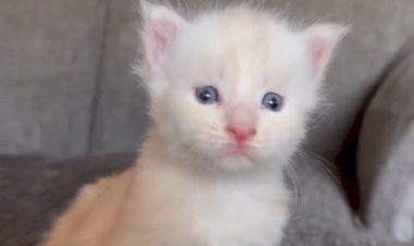 Мейн кун — история происхождения, особенности, недостатки и преимущества породы кошек.