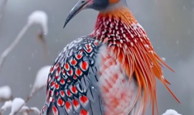 Почему у птиц разный окрас?