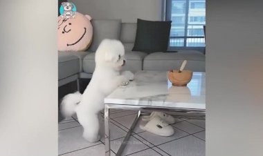 смешные животные