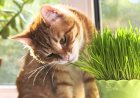 Трава для кошек. Польза и для чего она нужна питомцу.