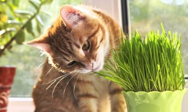 Трава для кошек. Польза и для чего она нужна питомцу.