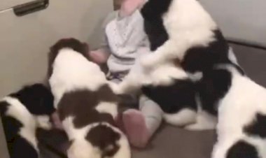 Умора! Стая диких собак напала на ребёнка!