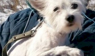 Погуляли с Кузей, без поводка!