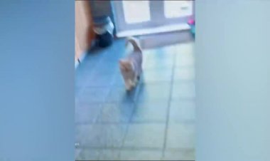 Смешные животные и птицы