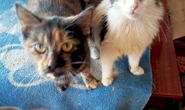 Ангел Хранитель Ирина Сарана из г Донецка отважно помогающая котейкам