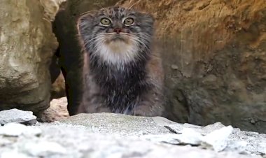 Манул — загадочное существо степей и гор