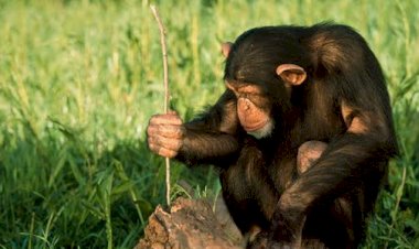 Важная причина, которая не позволяет шимпанзе превратиться в человека