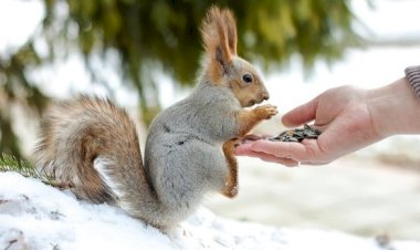 Белоча пришла