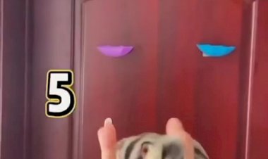 Хотите себе таких домашних питомцев?