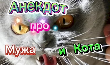 Анекдот про Мужа и Кота.