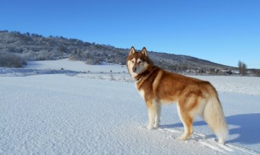 Если вы планируете завести животное.