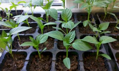 Когда начинать посев семян на рассаду в разных климатических зонах