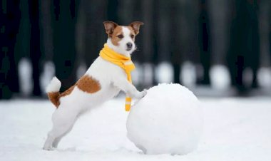 Игрушки Детства)