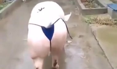 Дефиле филе