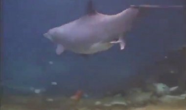 Рождение дельфинёнка