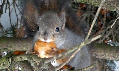 Очаровашка черноглазый бельчонок!  Серенький пушистый зверек! Гатчинский парк.