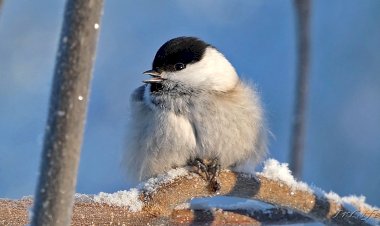Необыкновенная красавица - птичка Гаичка! Красотуля пушистая!  гп. Приладожский.