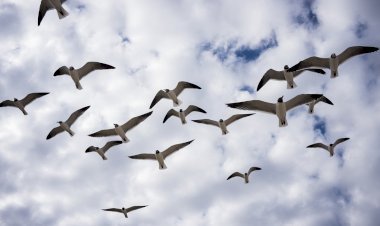 Счастье видеть чудо