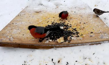 Птичье ассорти на кормушке