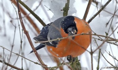 Любитель семечек! Красавец снегирь прилетел к нам в гости! Ленинградская область.