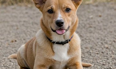 Интересные факты о собаках