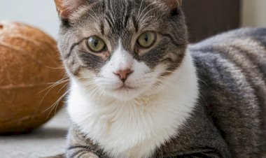 Интересные факты о кошках