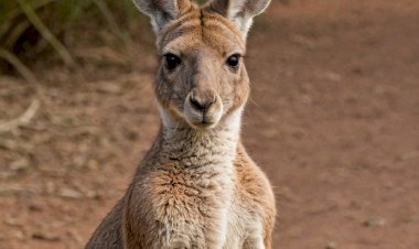 Интересные факты о кенгуру