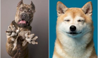 20 очаровательных фотографий лап, носов и виляющих хвостов от Кевина Сарасома