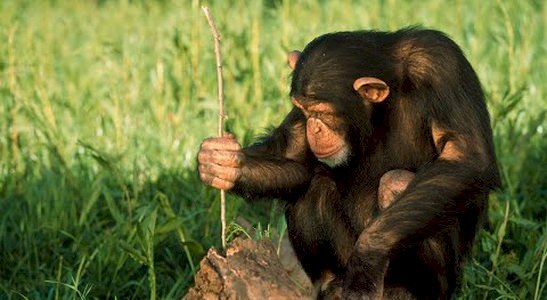 Важная причина, которая не позволяет шимпанзе превратиться в человека