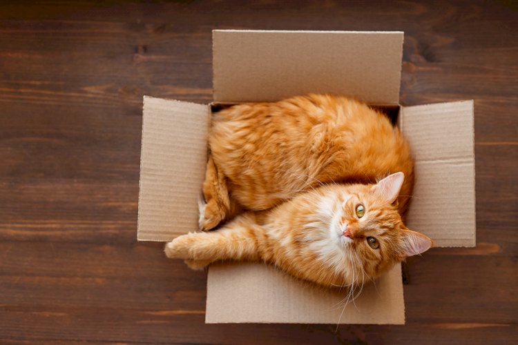 Топ причин почему кошки любят сидеть в коробках