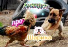 Анекдот про Шарика
