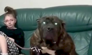 Милый пёсик