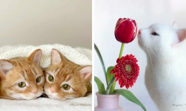 Японская художница создает потрясающе реалистичных кошек из шерсти