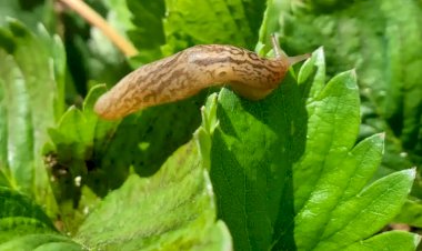 Избавьтесь от слизней, клопов и других. Делаем пивные ловушки