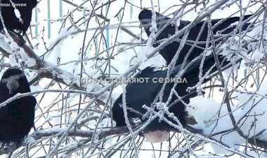 Грачи по-прежнему птицы весенние