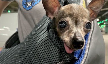 Ловите бусечку! Меня зовут Буся. Я предводитель «гороха»