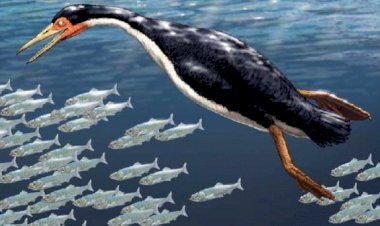 Гесперорнисы: пример того, как мать-природа может всех «нахлобучить»