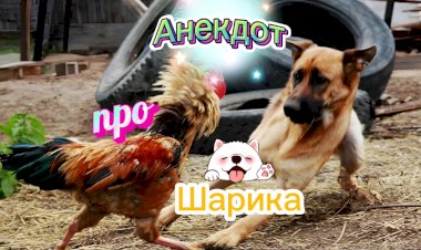 Анекдот про Шарика