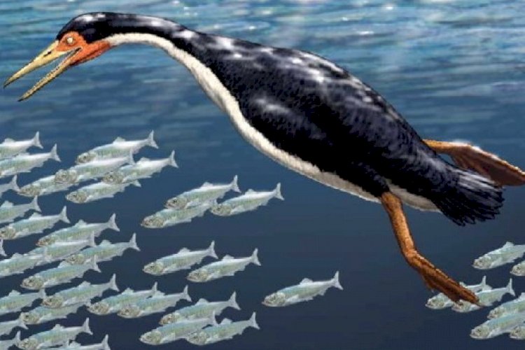 Гесперорнисы: пример того, как мать-природа может всех «нахлобучить»